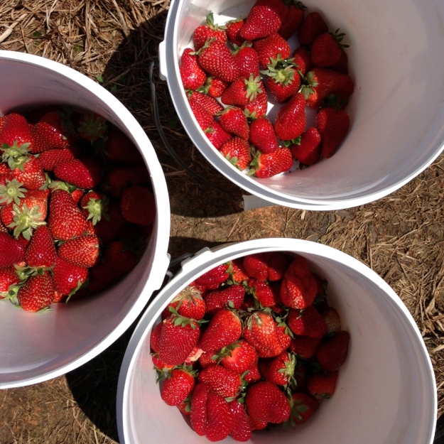 strawberry_buckets